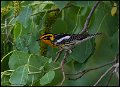 _6SB0936 blackburnian warbler